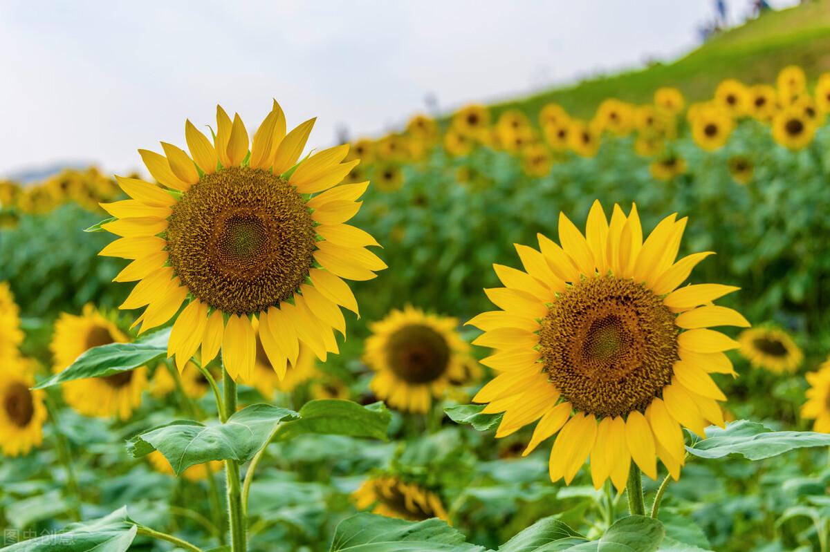 探讨新未成年防沉迷政策，画蛇添足？